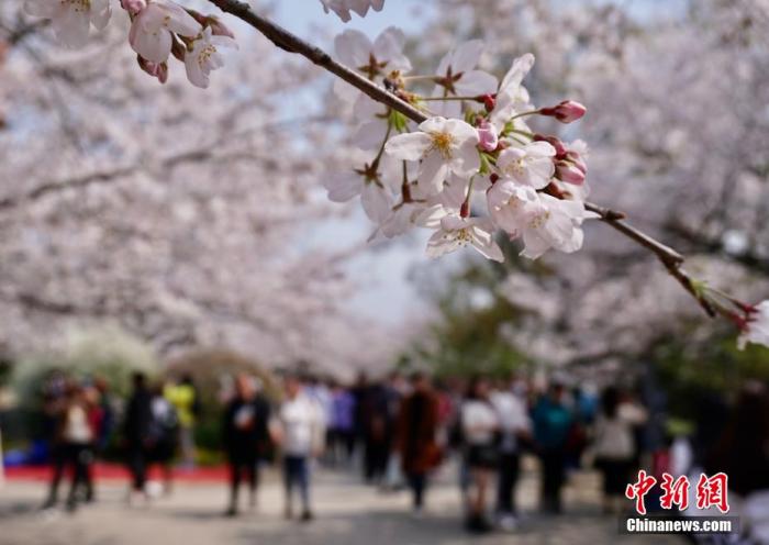 昆明文旅部发布清明节假期出游提醒：抵制不合理低价游