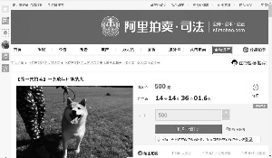 昆明主人拖欠寄养费 小柴犬被拍卖引起网友围观