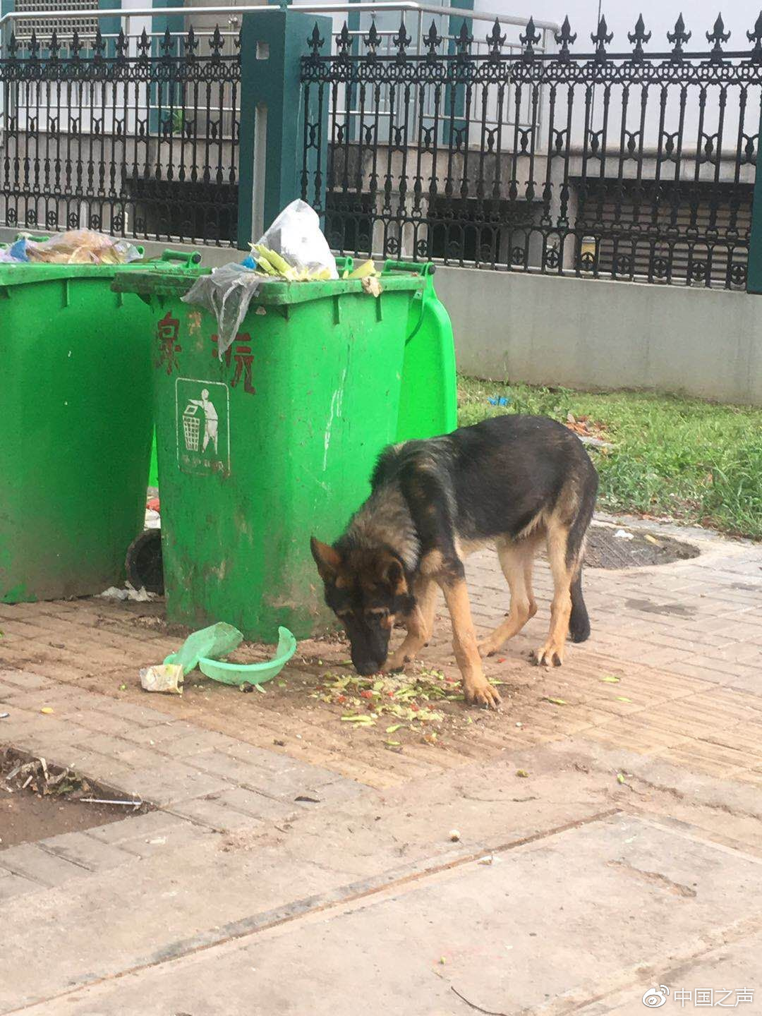 昆明警方通报“夫妻救助警犬被追责” 当事人回应